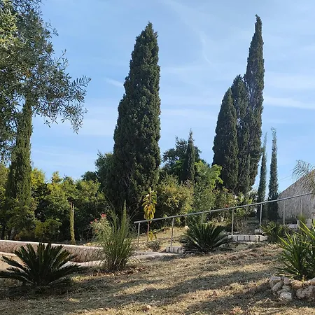 Sasa フィスカルドン